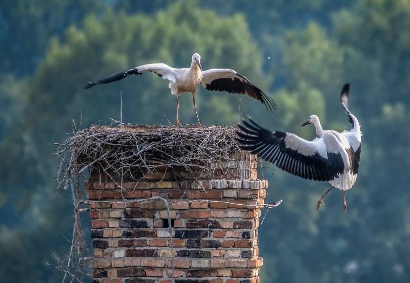 Professional Chimney Animal Removal Services in River Oaks, Texas