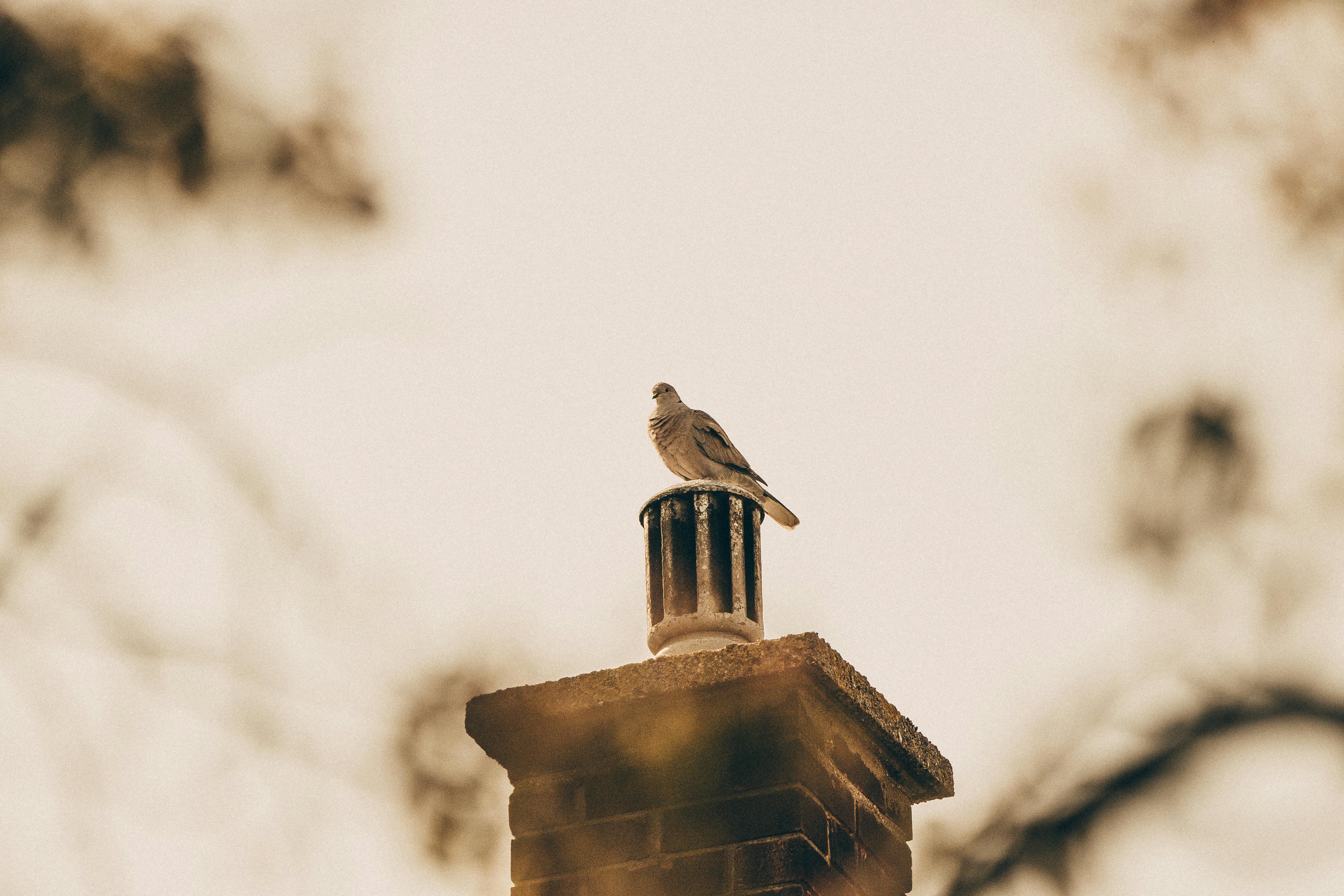 Expert Chimney Cap Installation in River Oaks, Texas